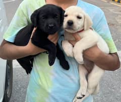 English Labrador Retriever Puppies – Female – 40 Days – Yellow & Black