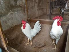 pure white murgha