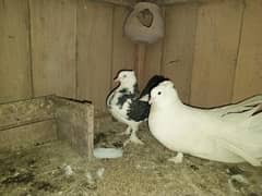 breeder pair