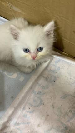 Persian cat 2 month age for sale 0346/0062/798 WhatsApp