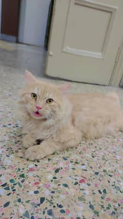 Golden Persian Trained Cat