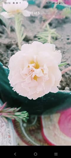 Gull dhoparii cutting Available 25  CLR