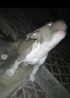 Pit Bull Baby dog For Sale