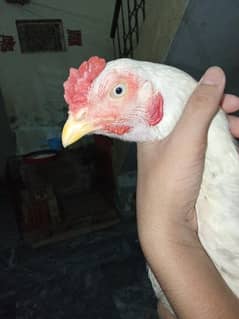 Hera