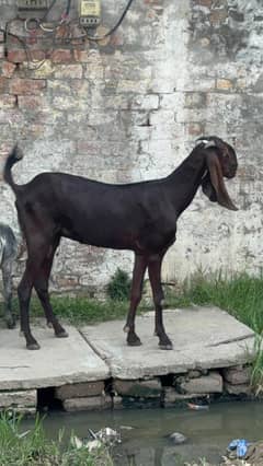 Naagri Female for sale