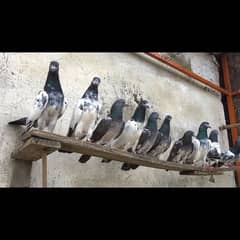Top quality pigeon kabootar pairs