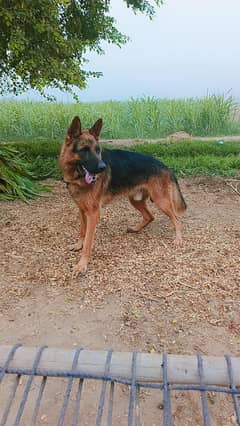 German Shepherd
