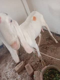 Rajanpuri bakri