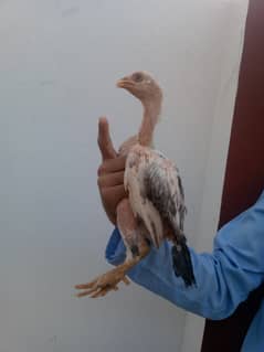 aseel chicks for sale