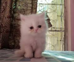 Persian kitten