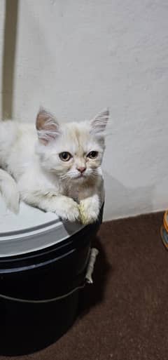 Persian