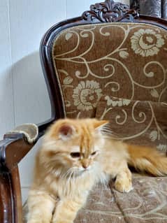 Pair of 5 months male cats