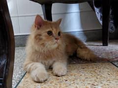 5 months male cat