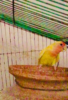 lotino male healthy active for sale