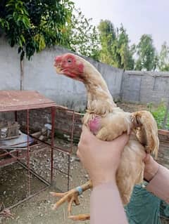 Purest Tamil naidu parrot beak Female