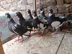3 pairs breeder black chamba