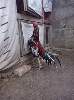 Ram puri nasal phone num 03105120793