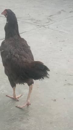 female for sell or exchange with Dasi female se age 12 month plus