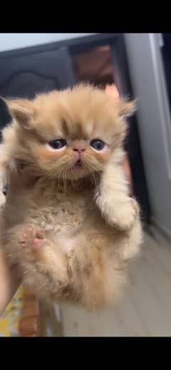 Pure breed kitten for sale