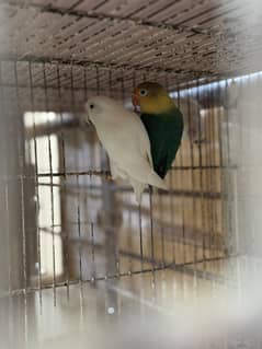 Love birds pairs for sale with cages