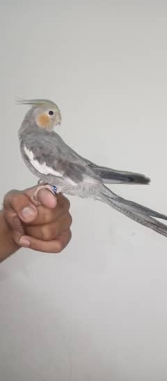 fully handtame cocktail Parrot