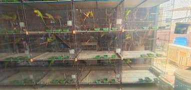 Cages for ringnecks ,, conurs and other similar sized birds