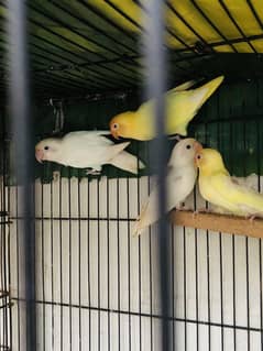 Love Bird with cage > Read add
