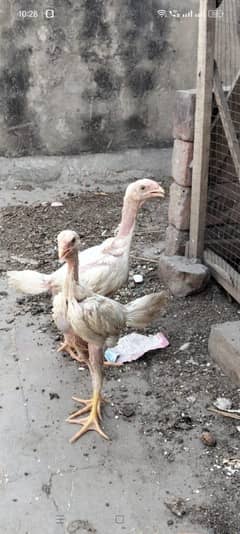 Shamo Chikes Pair. 03217288565 contact number this