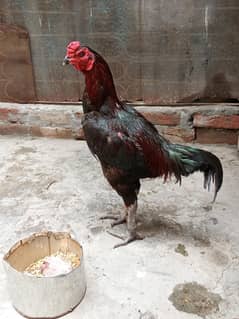 pure Thai patha/japanese white shamo chicks