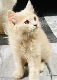 Persian Kitten