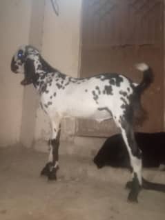 kheera bakra