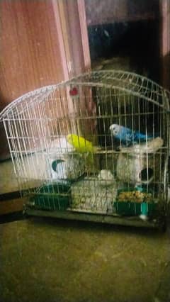 birds cages