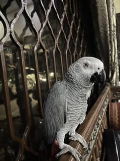 African Grey Parrot – Healthy, Talking & Friendly – Cage Included