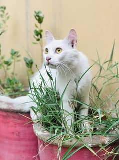 Turkish Angora