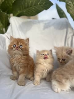 Peke Face Persian kitten