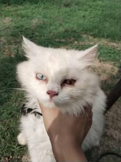 Irani / Persian Cat