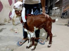 Ablak