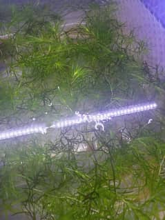 Guppy grass