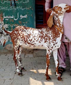 mehki cheeni dasi bakri