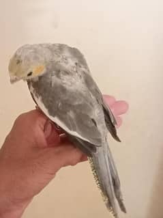 Cockatiel, Cocktail chick and breeder male &  Raw