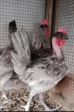 Very rare and unique color blue in desi hens for sale