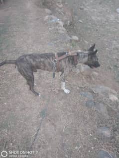urgent for sale dog