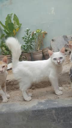 Persion Single Cot Blue Ice Male Cat