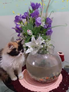 Beautiful Cat Looking for Owner