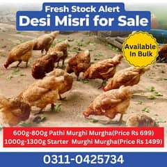 Golden Misri Pathi Murghi For Sale