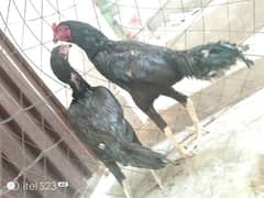 Aseal Sindhi Pair for Sale