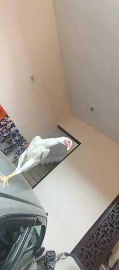 White Shamo females available Lahore Pakistan