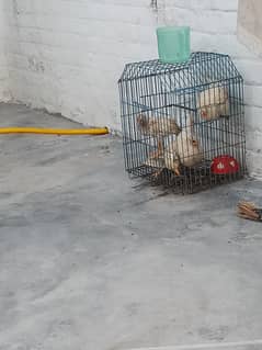 hen for sale
