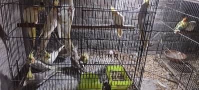 Common white red eye,grey ,charcol