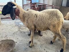 ghaban
